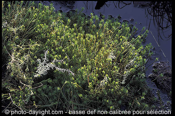 les Hautes Fagnes